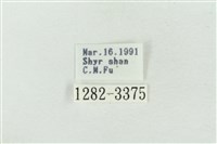 印華波紋蛾藏品圖，第3張