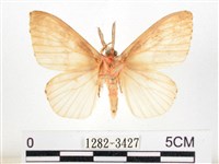 木毒蛾藏品圖，第2張