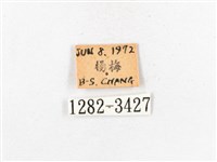 木毒蛾藏品圖，第3張