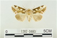 連珠波紋蛾藏品圖，第1張