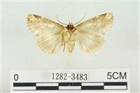 連珠波紋蛾藏品圖，第2張