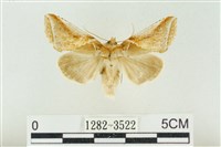 印華波紋蛾藏品圖，第1張