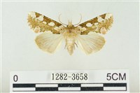 連珠波紋蛾藏品圖，第1張