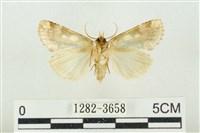 連珠波紋蛾藏品圖，第2張