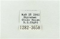 連珠波紋蛾藏品圖，第3張