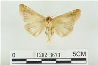 印華波紋蛾藏品圖，第2張