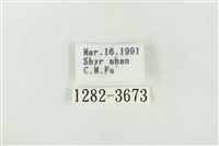 印華波紋蛾藏品圖，第3張