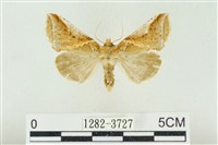 印華波紋蛾藏品圖，第1張