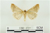 印華波紋蛾藏品圖，第2張