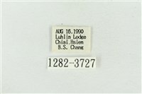 印華波紋蛾藏品圖，第3張