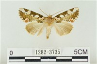 連珠波紋蛾藏品圖，第1張