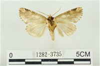 連珠波紋蛾藏品圖，第2張