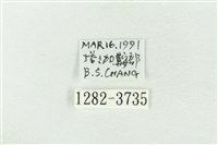 連珠波紋蛾藏品圖，第3張