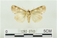 連珠波紋蛾藏品圖，第2張