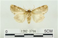 連珠波紋蛾藏品圖，第2張