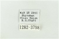 連珠波紋蛾藏品圖，第3張