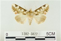 連珠波紋蛾藏品圖，第1張