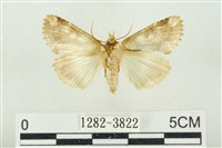 連珠波紋蛾藏品圖，第2張