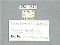 尖鋸舟蛾藏品圖，第3張