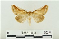 印華波紋蛾藏品圖，第1張