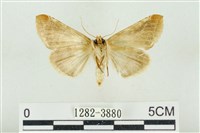 印華波紋蛾藏品圖，第2張