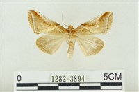 印華波紋蛾藏品圖，第1張