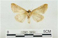 印華波紋蛾藏品圖，第2張