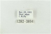 印華波紋蛾藏品圖，第3張