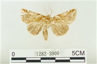 寬帶波紋蛾藏品圖，第1張