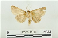 寬帶波紋蛾藏品圖，第2張