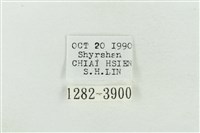 寬帶波紋蛾藏品圖，第3張