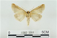 印華波紋蛾藏品圖，第2張