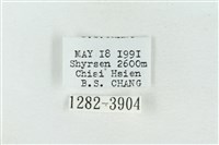 印華波紋蛾藏品圖，第3張