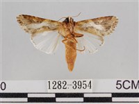 斜紋夜盜蛾藏品圖，第2張