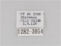 斜紋夜盜蛾藏品圖，第3張