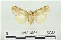 連珠波紋蛾藏品圖，第2張