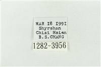 連珠波紋蛾藏品圖，第3張