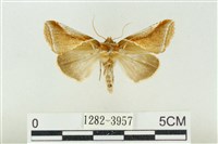 印華波紋蛾藏品圖，第1張