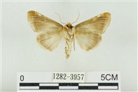 印華波紋蛾藏品圖，第2張