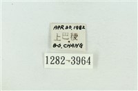 菊池污燈蛾藏品圖，第3張