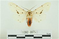 菊池污燈蛾藏品圖，第1張