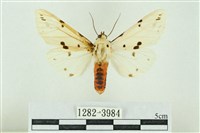 菊池污燈蛾藏品圖，第1張