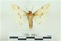 菊池污燈蛾藏品圖，第2張