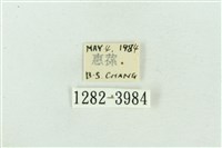 菊池污燈蛾藏品圖，第3張