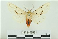 菊池污燈蛾藏品圖，第1張