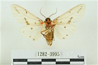 菊池污燈蛾藏品圖，第2張