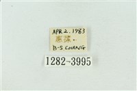 菊池污燈蛾藏品圖，第3張