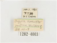 小白紋毒蛾藏品圖，第3張