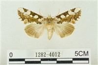 連珠波紋蛾藏品圖，第1張