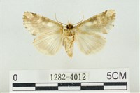 連珠波紋蛾藏品圖，第2張